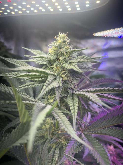 Chicken N Wafflez. Week 9