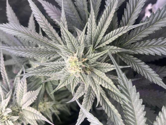 Chicken N Wafflez. Week 9