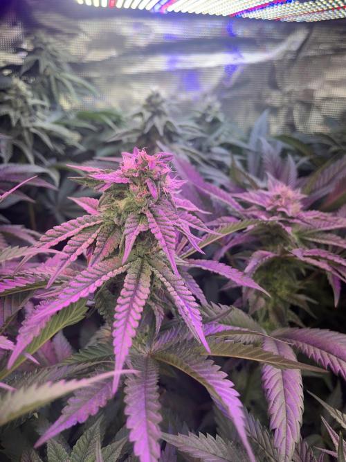 Chicken N Wafflez. Week 9