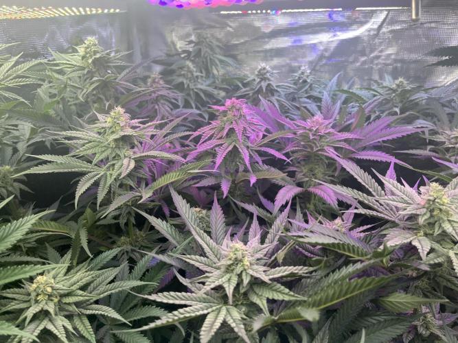 Chicken N Wafflez. Week 9