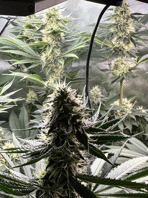 BMR living soil. Week 9