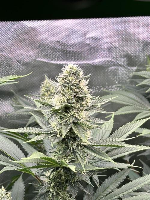 BMR living soil. Week 9