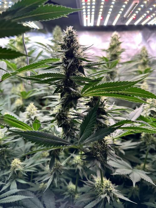 BMR living soil. Week 9