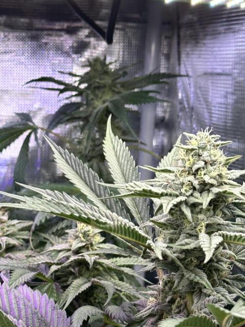 Chicken N Wafflez. Week 10