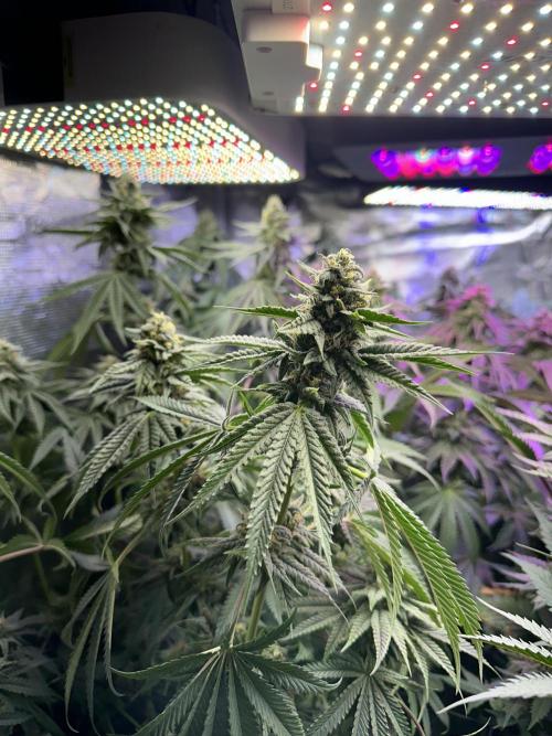 Chicken N Wafflez. Week 10