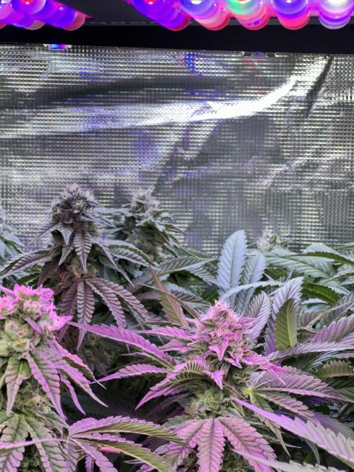 Chicken N Wafflez. Week 10