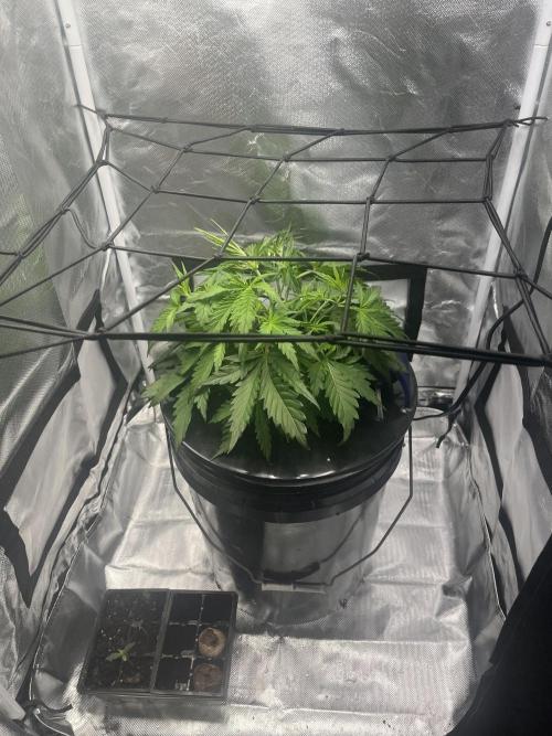 Seedsman Alaskan Purple Auto. Week 3