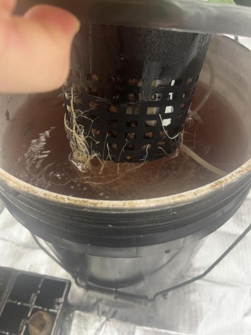 Seedsman Alaskan Purple Auto. Week 3