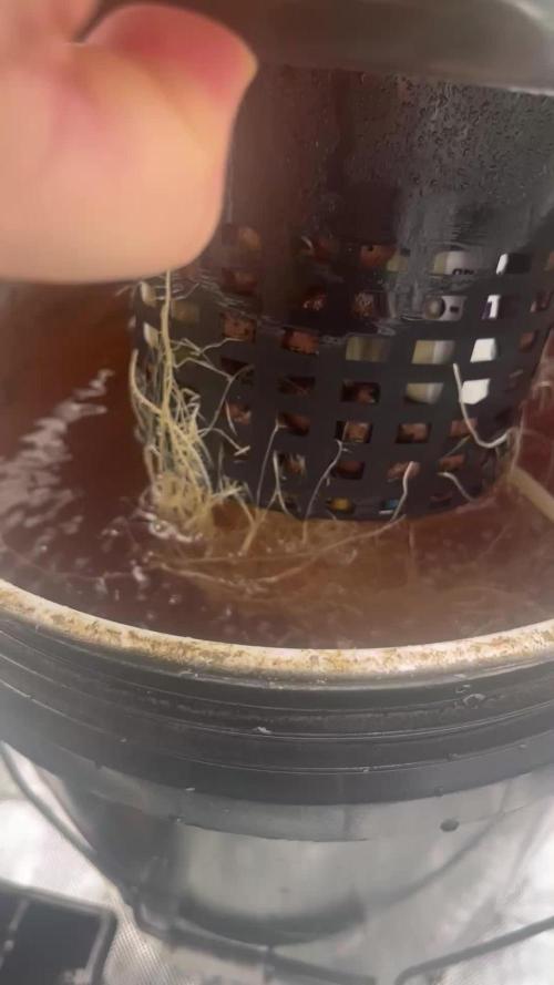 Seedsman Alaskan Purple Auto