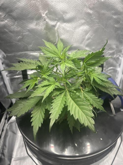 Seedsman Alaskan Purple Auto. Week 3