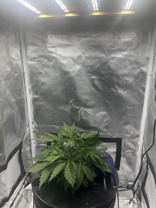 Seedsman Alaskan Purple Auto. Week 3