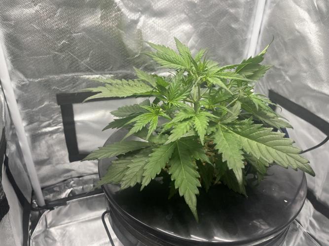 Seedsman Alaskan Purple Auto. Week 3