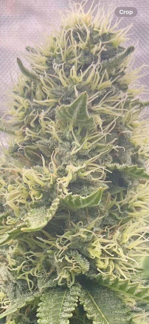 BMR living soil. Week 10