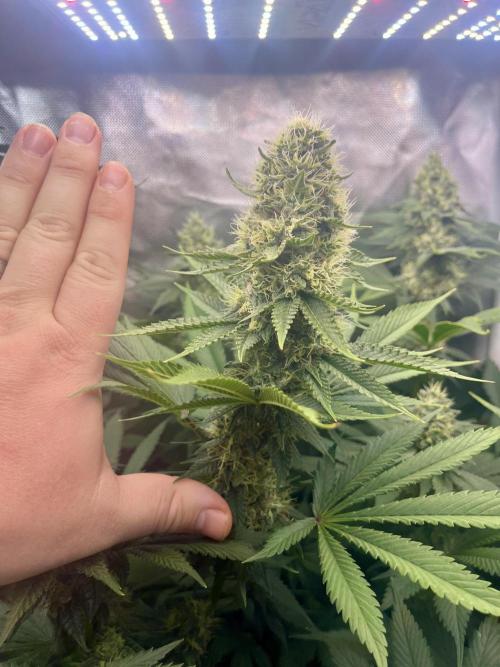 BMR living soil. Week 10