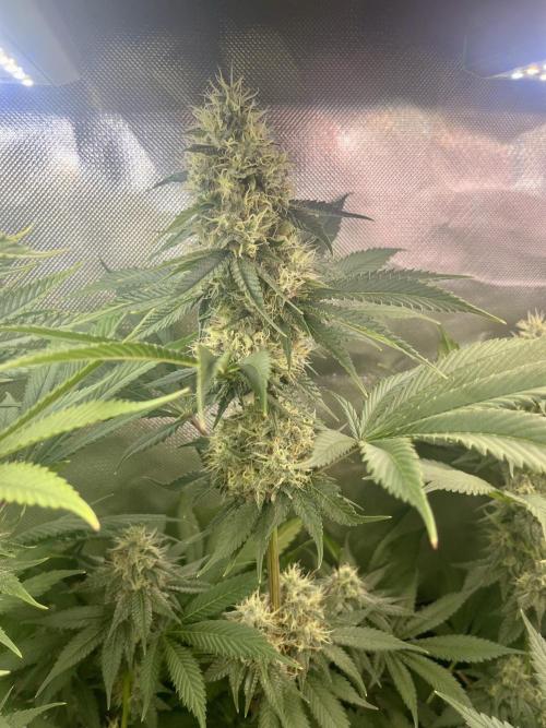 BMR living soil. Week 10