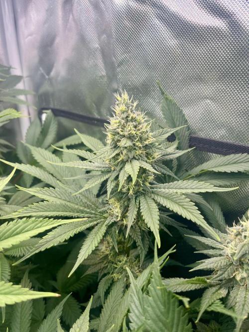 BMR living soil. Week 10