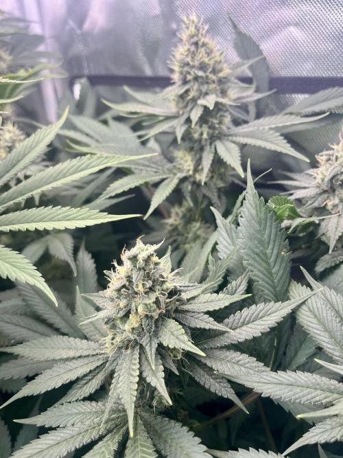 BMR living soil. Week 10