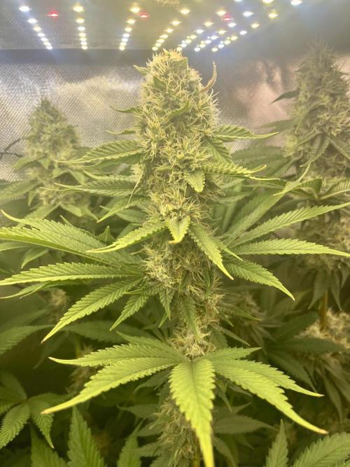 BMR living soil. Week 10