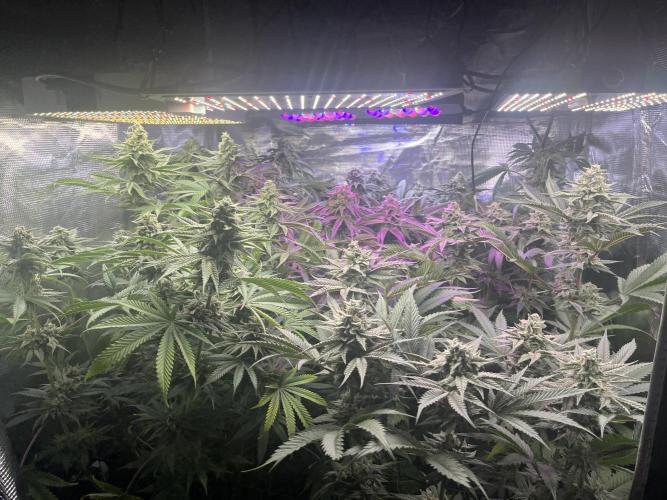 Chicken N Wafflez. Week 11