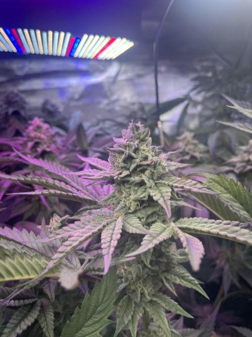 Chicken N Wafflez. Week 11