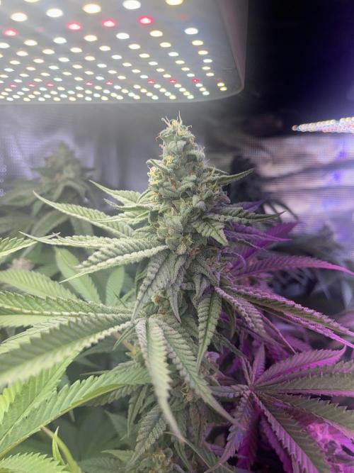 Chicken N Wafflez. Week 11