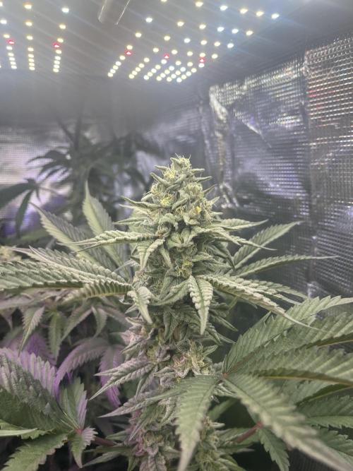 Chicken N Wafflez. Week 11