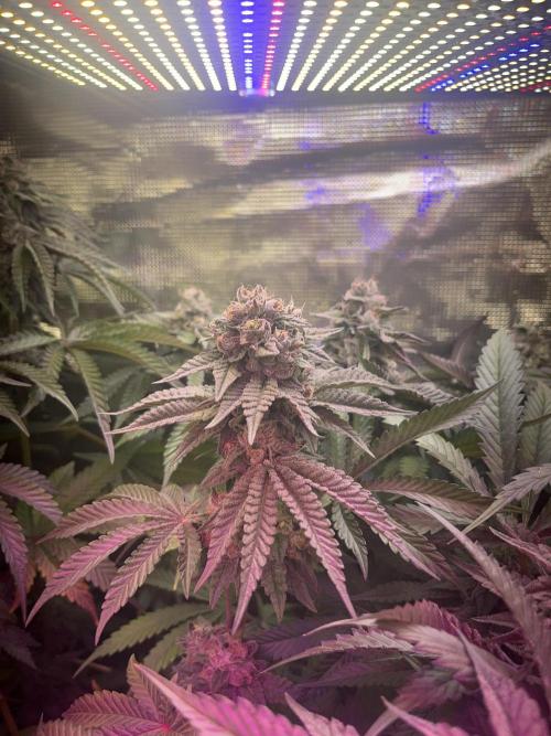 Chicken N Wafflez. Week 11