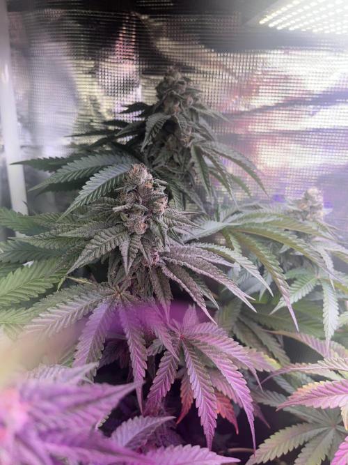 Chicken N Wafflez. Week 11