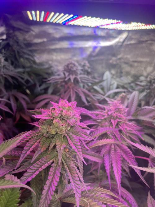 Chicken N Wafflez. Week 11