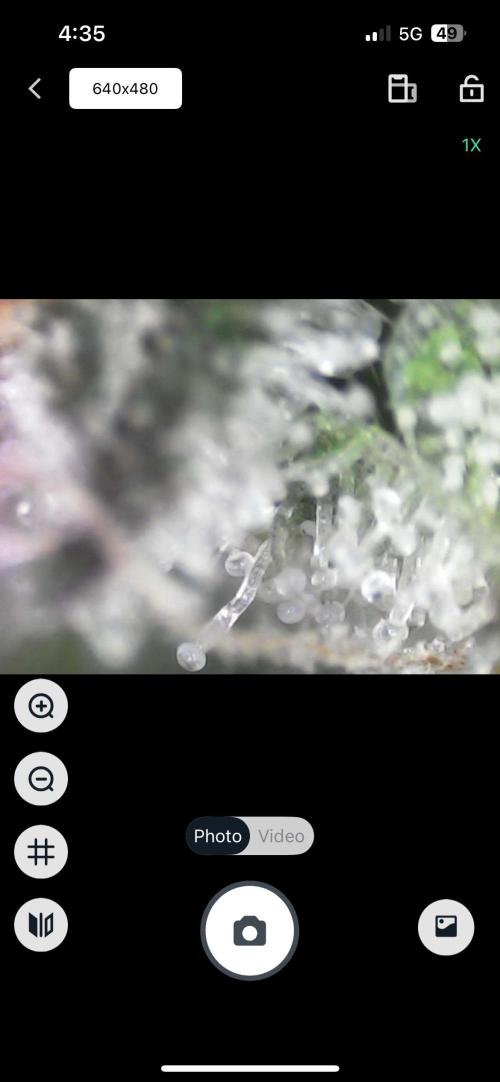 Chicken N Wafflez. Week 11