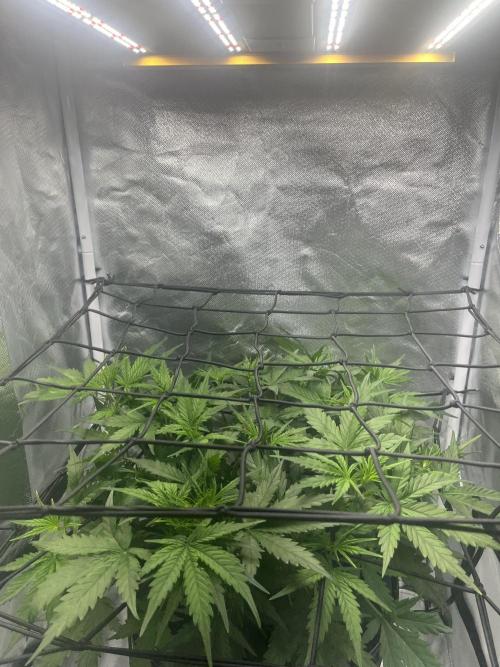 Seedsman Alaskan Purple Auto. Week 4