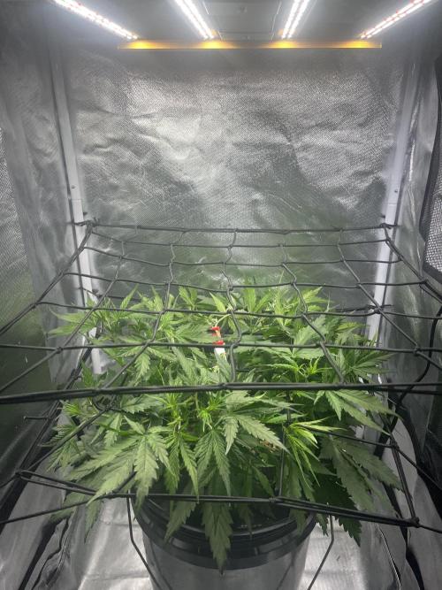 Seedsman Alaskan Purple Auto. Week 4