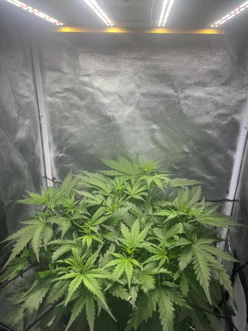 Seedsman Alaskan Purple Auto. Week 4