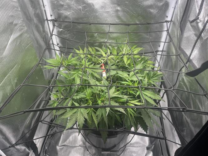 Seedsman Alaskan Purple Auto. Week 4