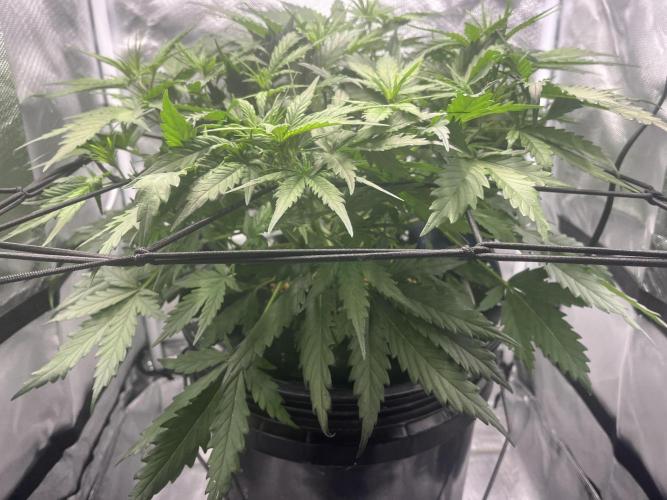 Seedsman Alaskan Purple Auto. Week 4