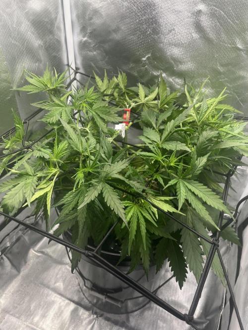 Seedsman Alaskan Purple Auto. Week 4