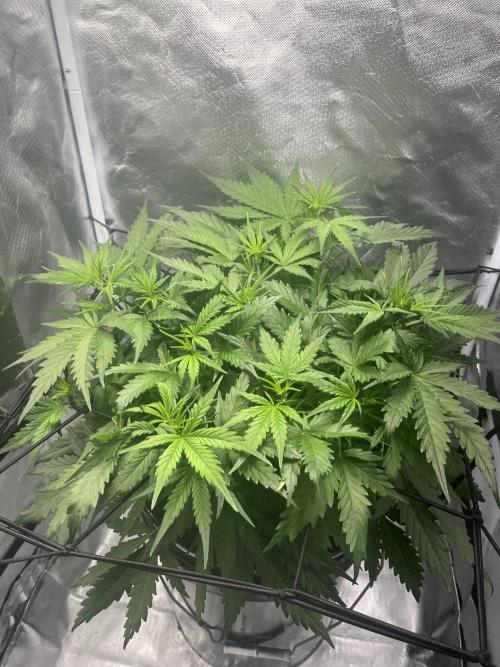 Seedsman Alaskan Purple Auto. Week 4