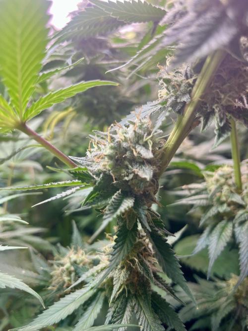 BMR living soil. Week 11