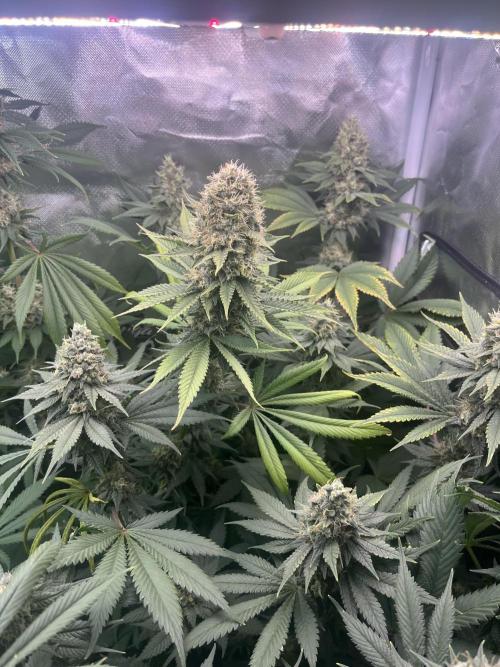 BMR living soil. Week 11