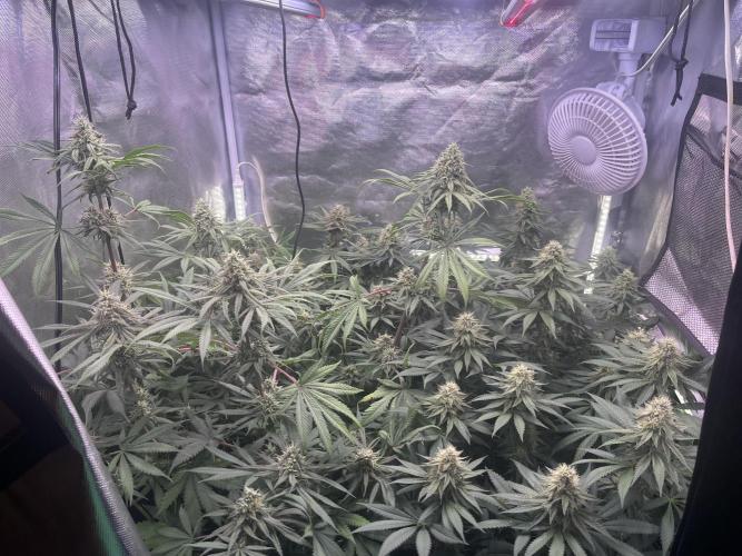 BMR living soil. Week 11