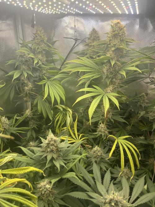 BMR living soil. Week 11