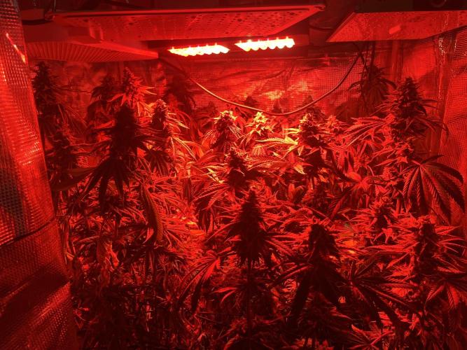 Chicken N Wafflez. Week 12