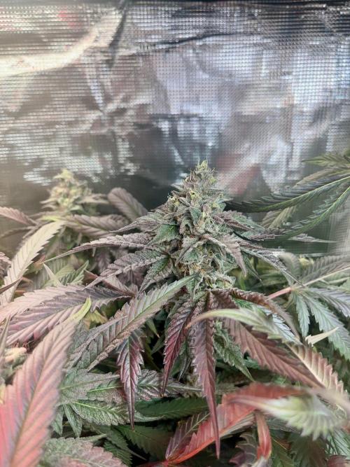 Chicken N Wafflez. Week 12