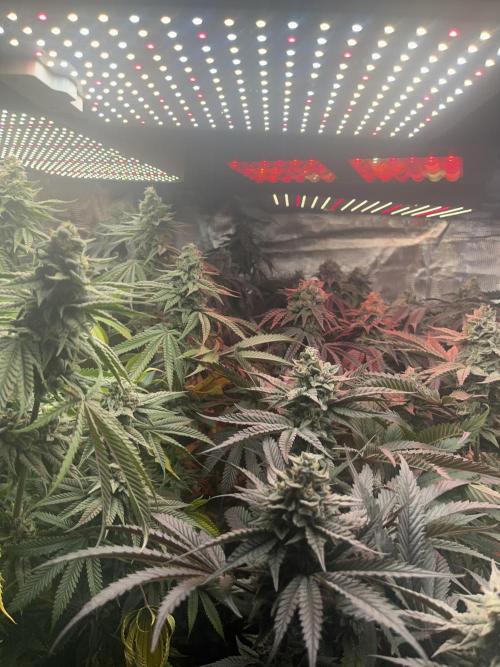 Chicken N Wafflez. Week 12