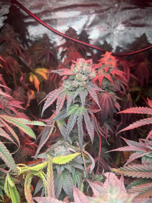 Chicken N Wafflez. Week 13