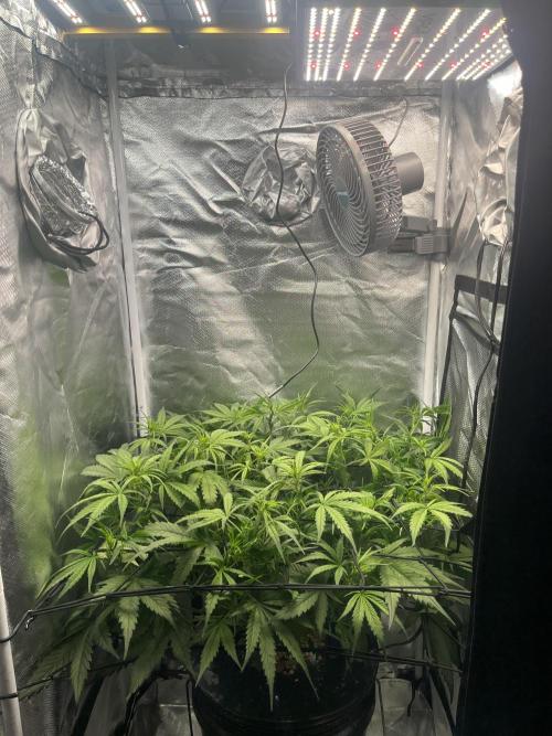 Seedsman Alaskan Purple Auto. Week 5