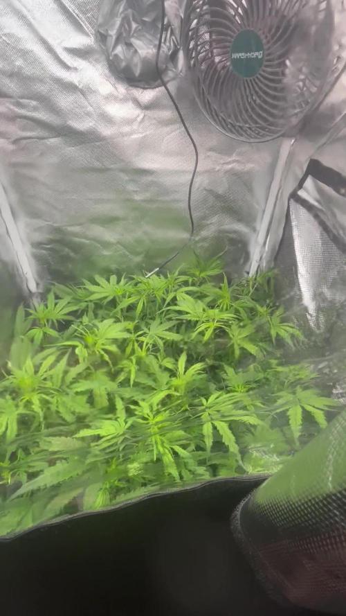 Seedsman Alaskan Purple Auto