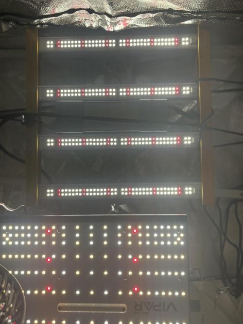 Seedsman Alaskan Purple Auto. Week 5