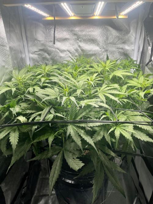 Seedsman Alaskan Purple Auto. Week 5