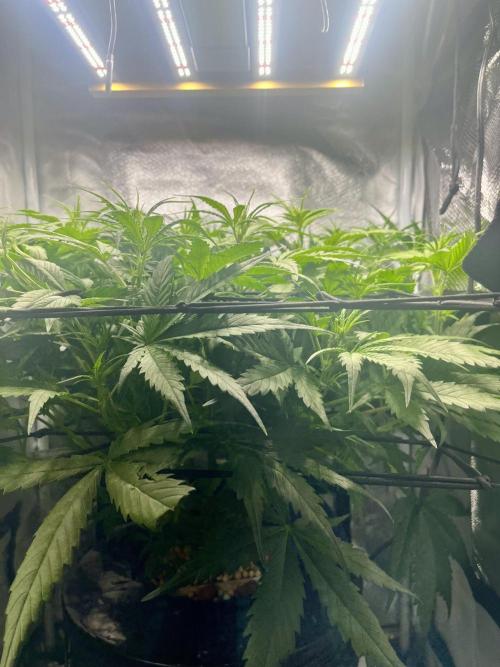 Seedsman Alaskan Purple Auto. Week 5